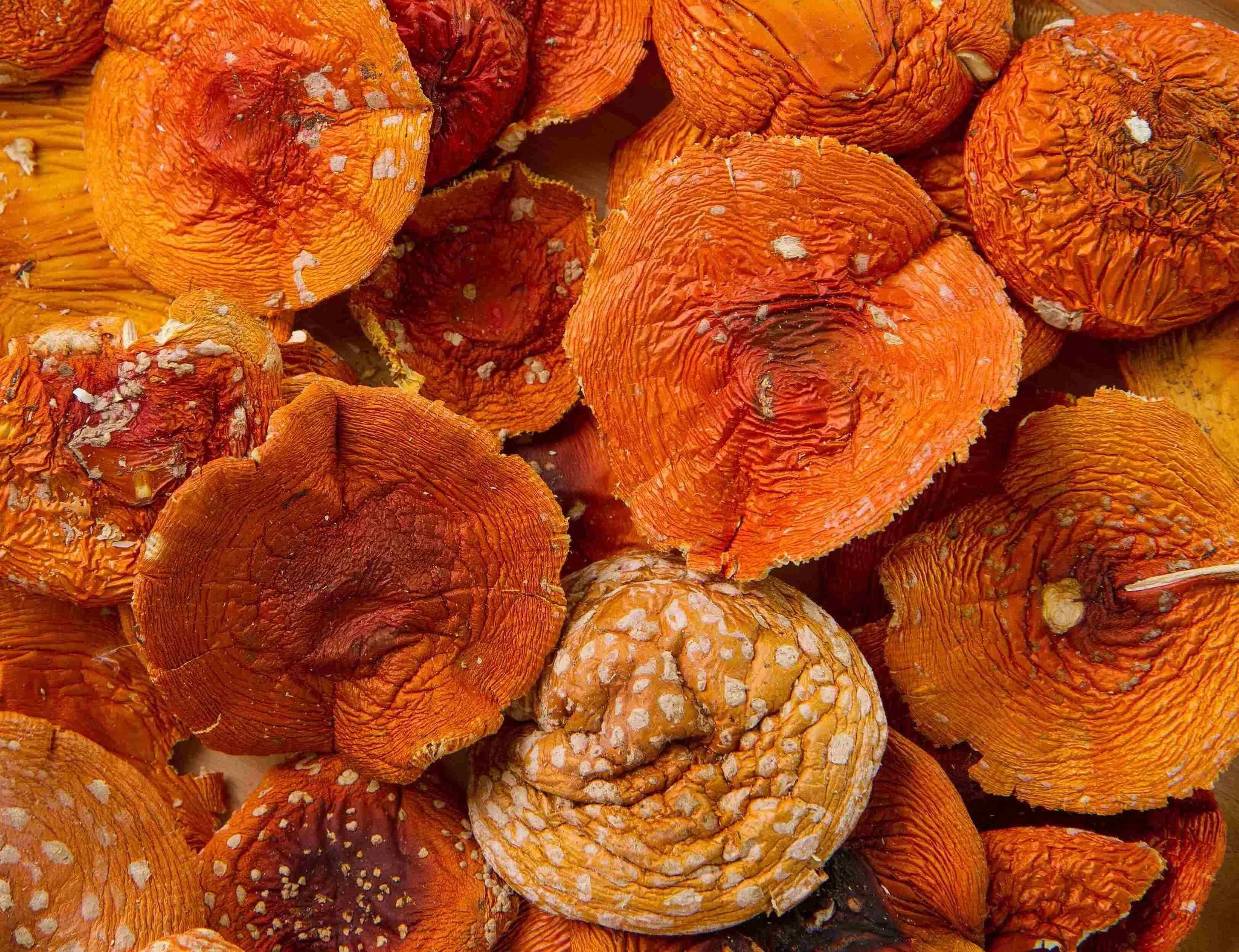 Dried amanita muscaria in capsules
