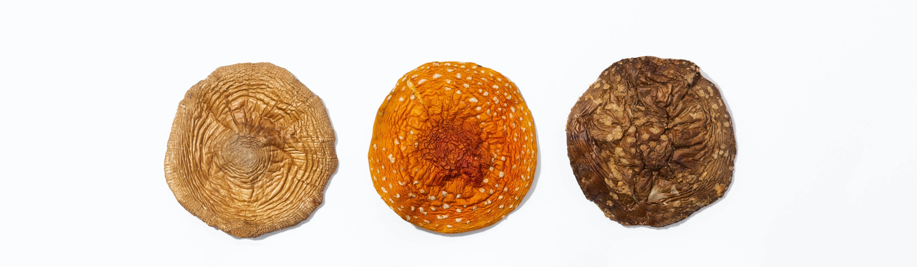 Amanita Pantherina